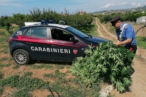 arresto per coltivazione di piante di marijuana 2