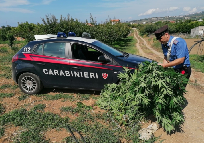 arresto per coltivazione di piante di marijuana 2