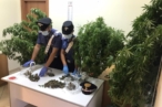 Sequestro marijuana e piante cannabis S.Agata