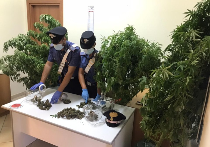 Sequestro marijuana e piante cannabis S.Agata