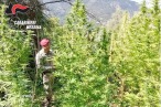 Tortorici arresto stupefacenti coltivazione marjuana