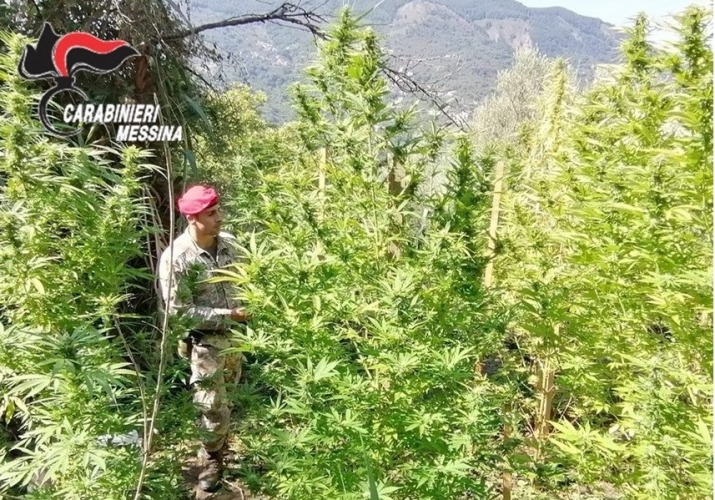 Tortorici arresto stupefacenti coltivazione marjuana