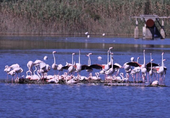 Fenicotteri rosa a Priolo